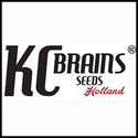 Kc Brains