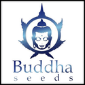 Buddha Seeds